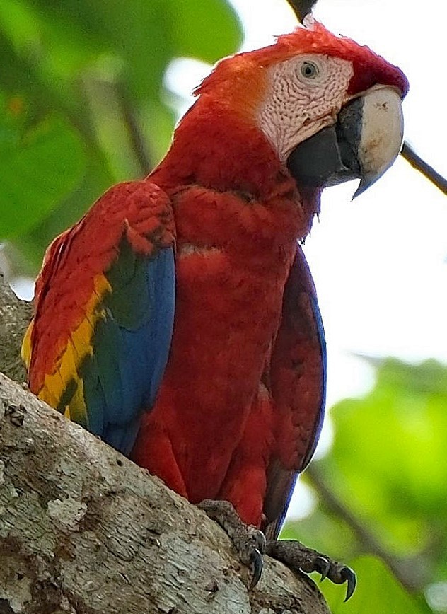 Scarlet Macaw - Lori Bellis
