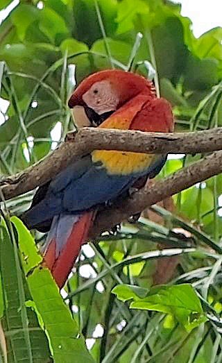 Scarlet Macaw - ML617826585