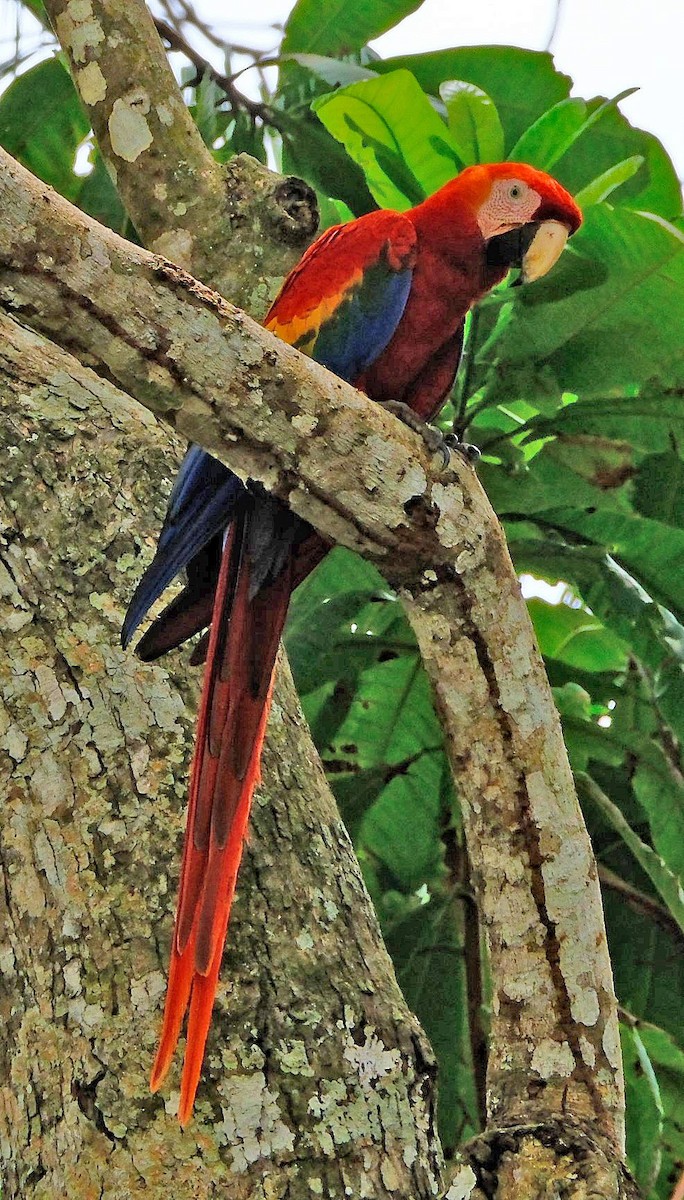 Scarlet Macaw - ML617826586