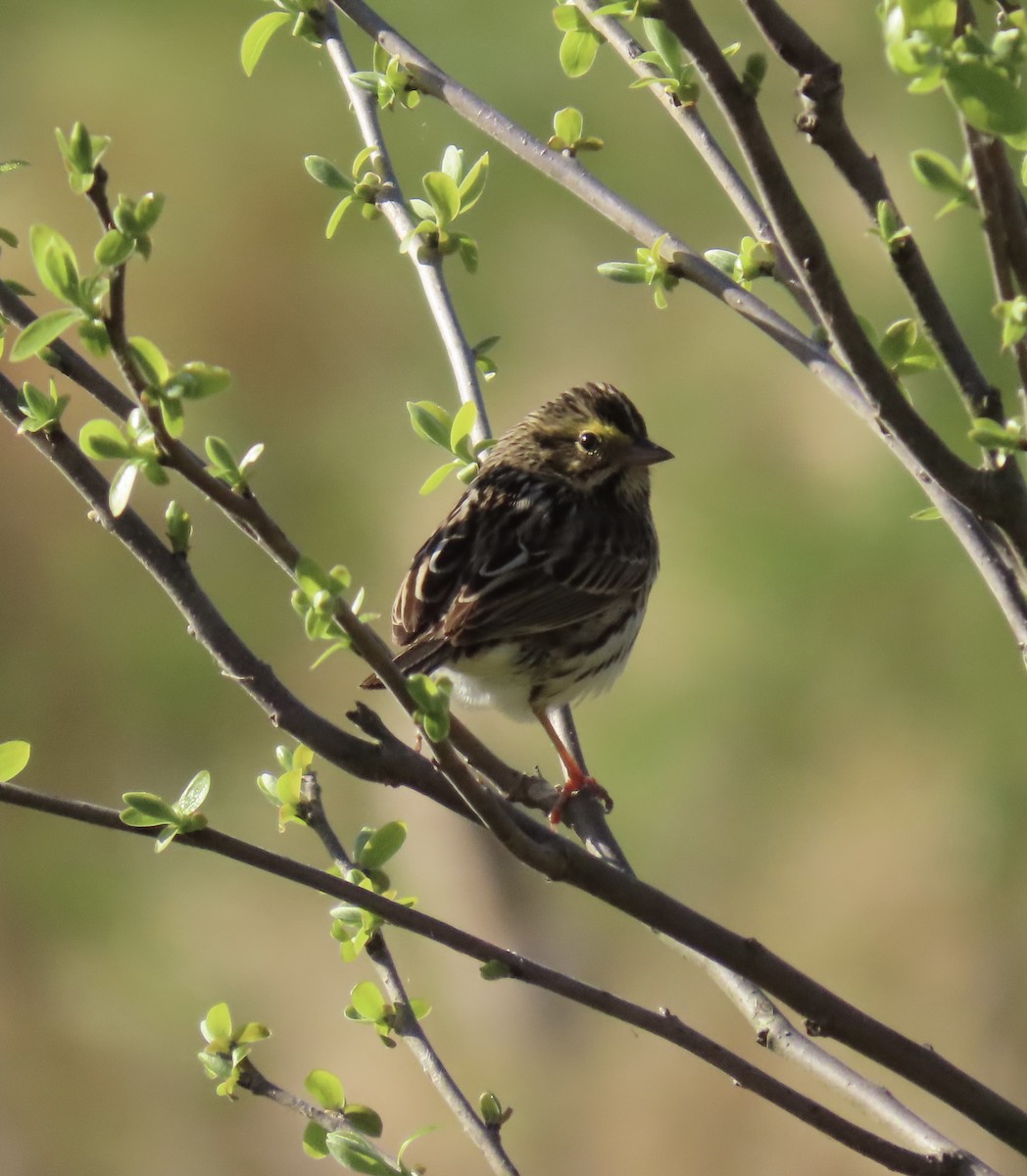 Savannah Sparrow (Savannah) - ML617826598