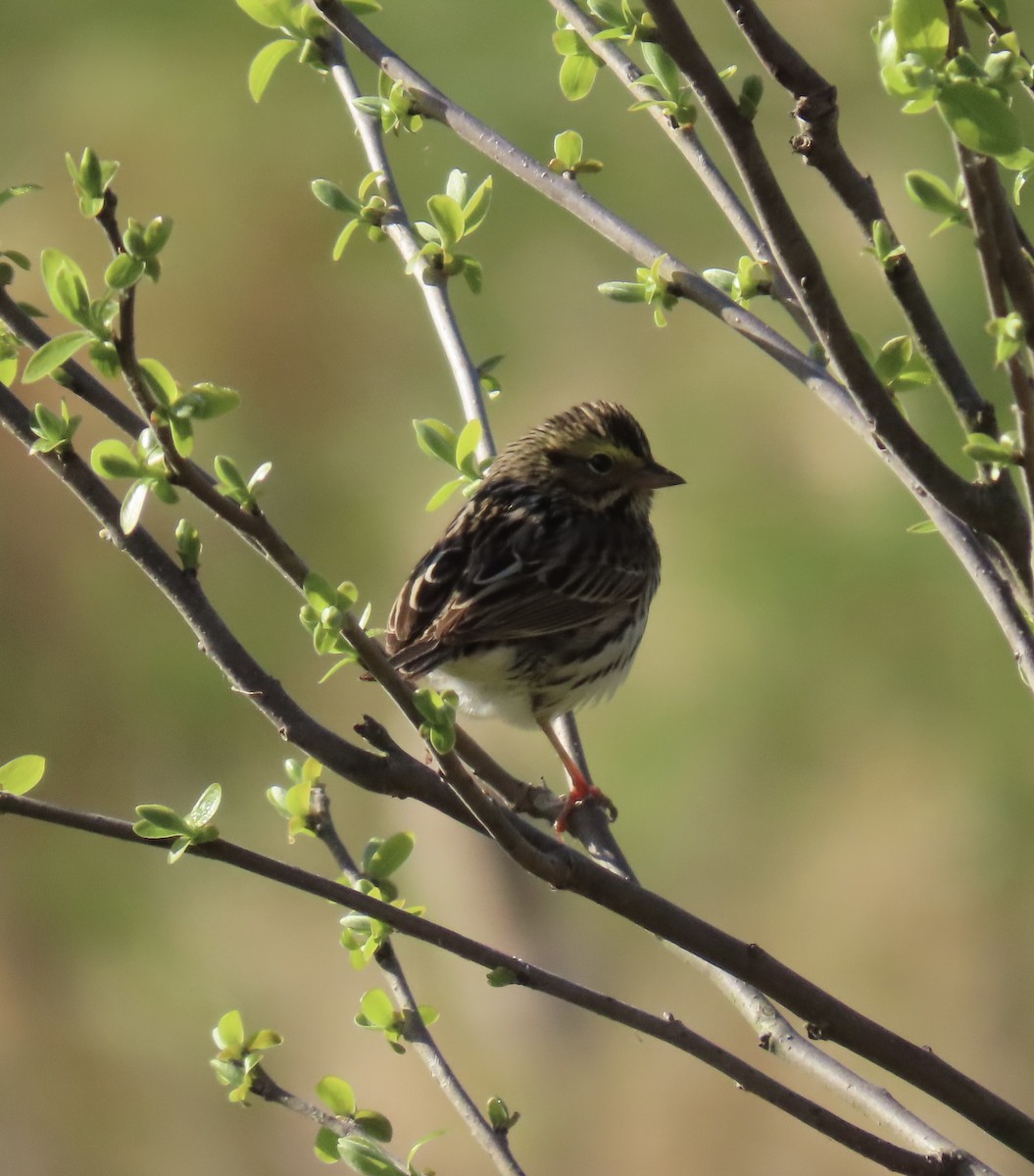 Savannah Sparrow (Savannah) - ML617826599