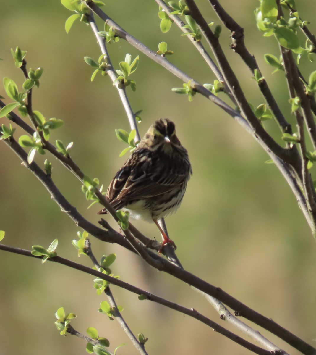 Savannah Sparrow (Savannah) - ML617826600