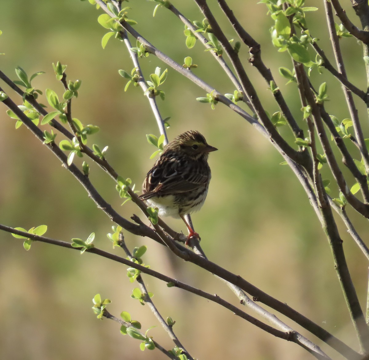 Savannah Sparrow (Savannah) - ML617826601