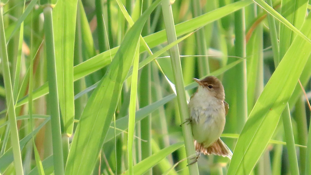 Common Reed Warbler - ML617826605