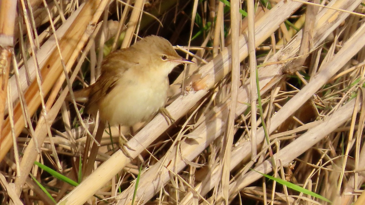 Common Reed Warbler - ML617826610