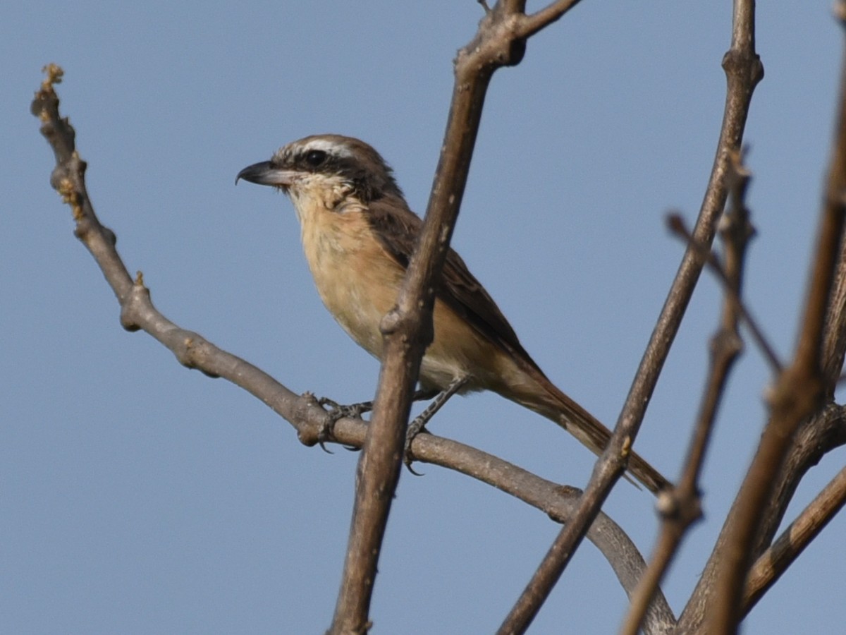 Brown Shrike - Amar Narayan