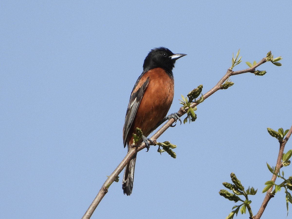 Orchard Oriole - ML617826620