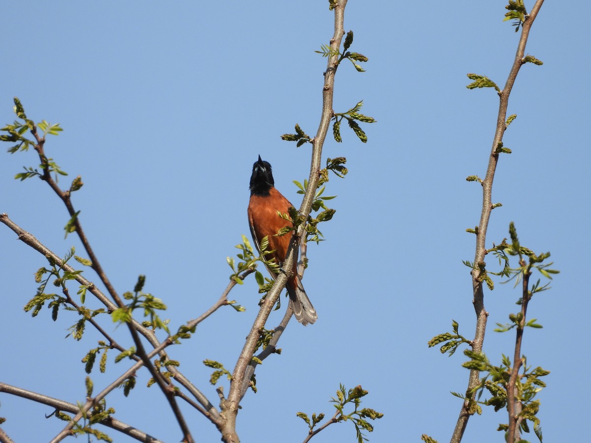 Orchard Oriole - ML617826621