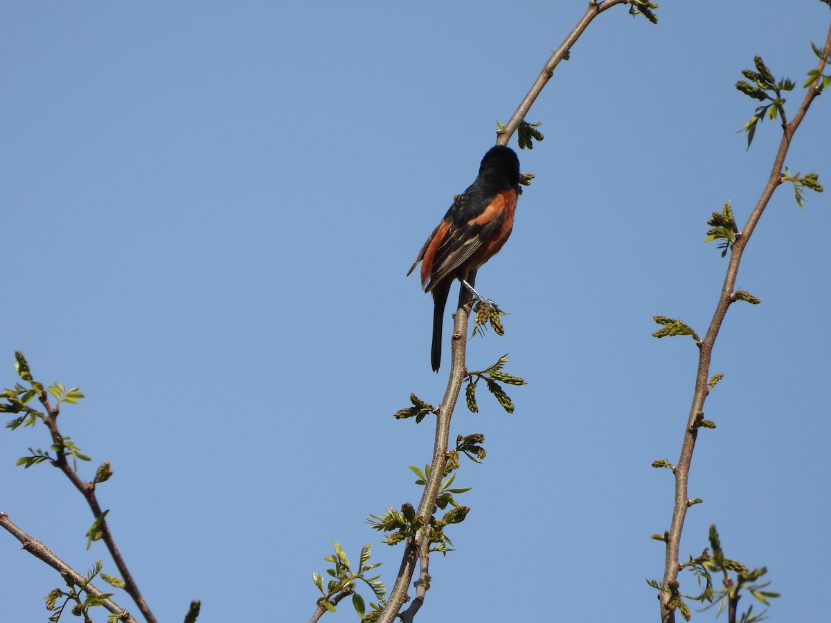 Orchard Oriole - ML617826622