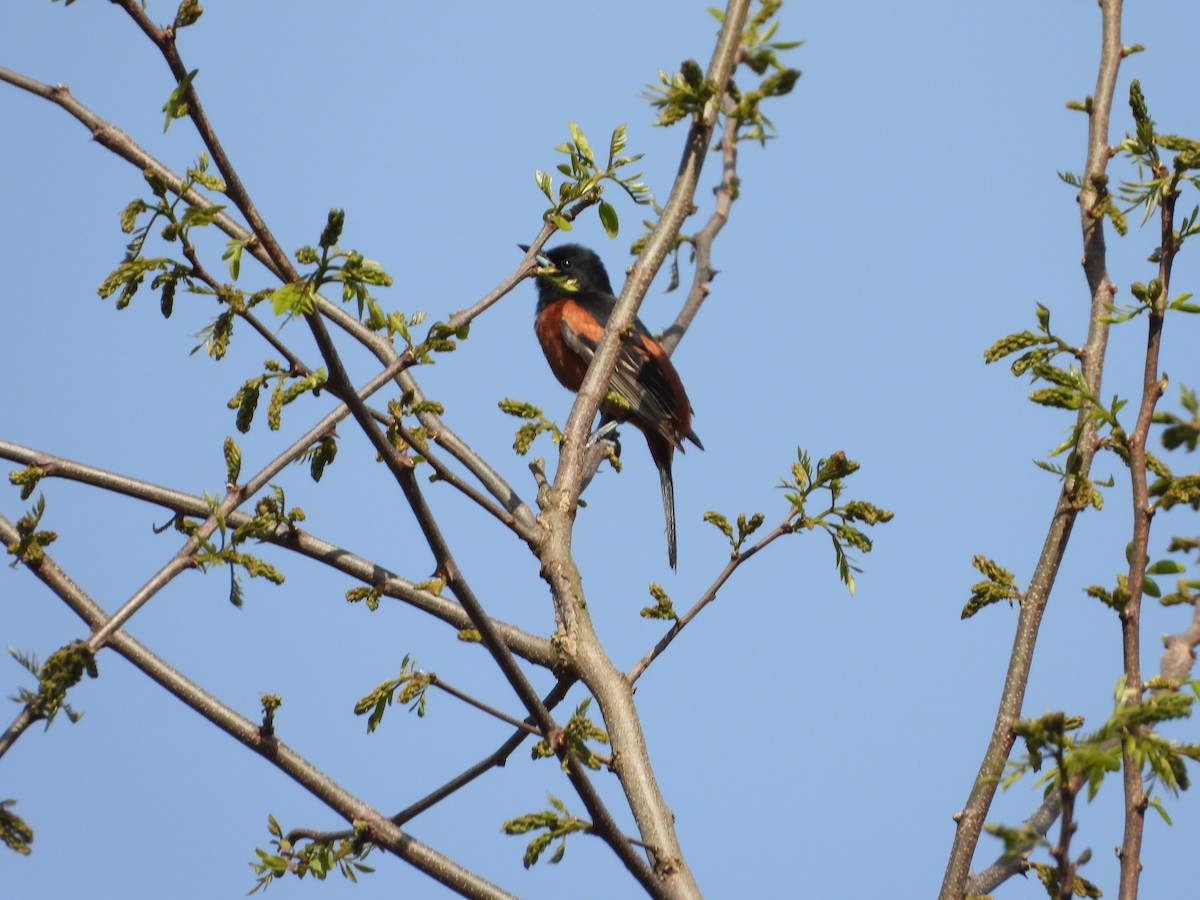Orchard Oriole - ML617826623