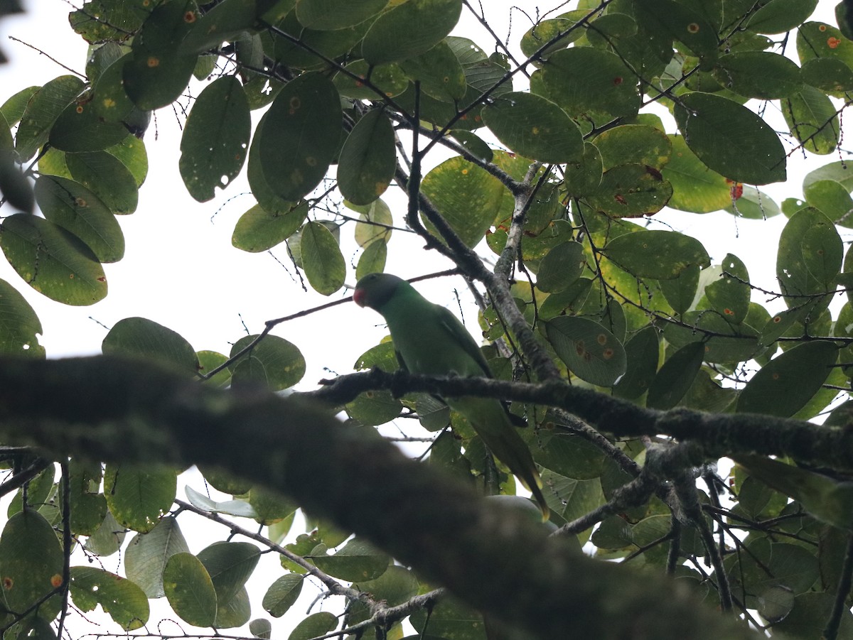 Seylan Yeşil Papağanı - ML617826625