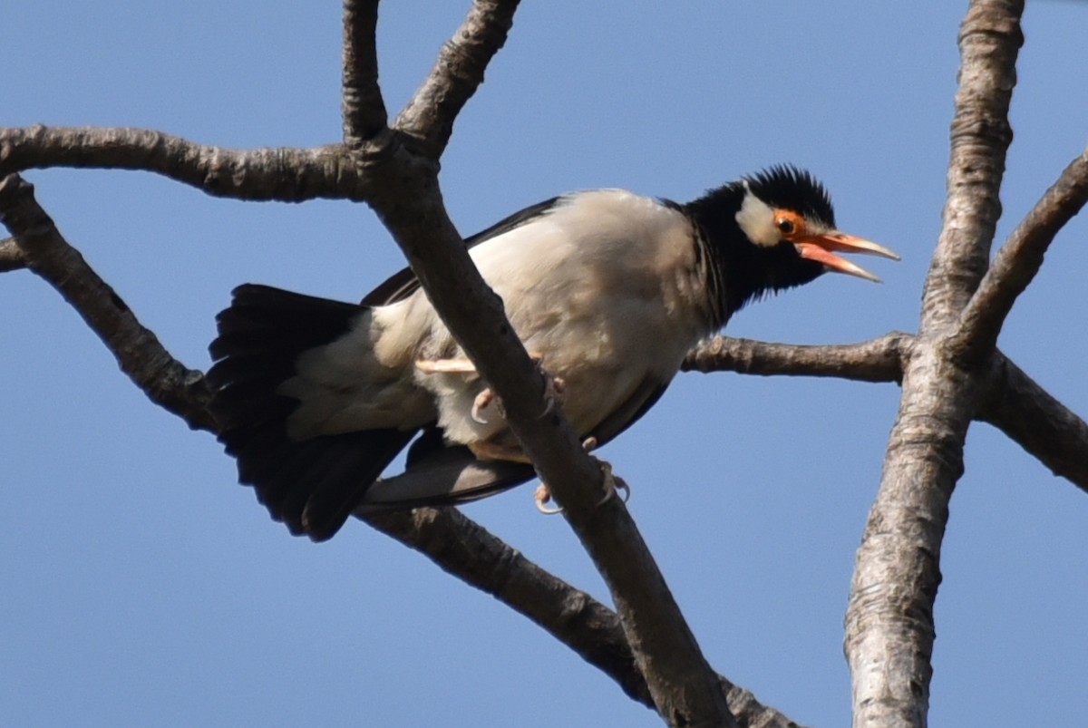 Indian Pied Starling - ML617826639