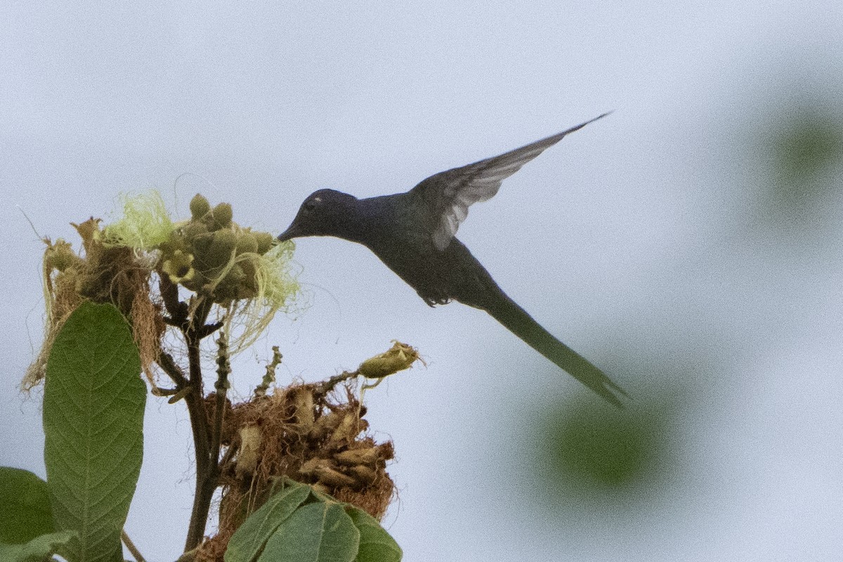Swallow-tailed Hummingbird - Kyle Arpke