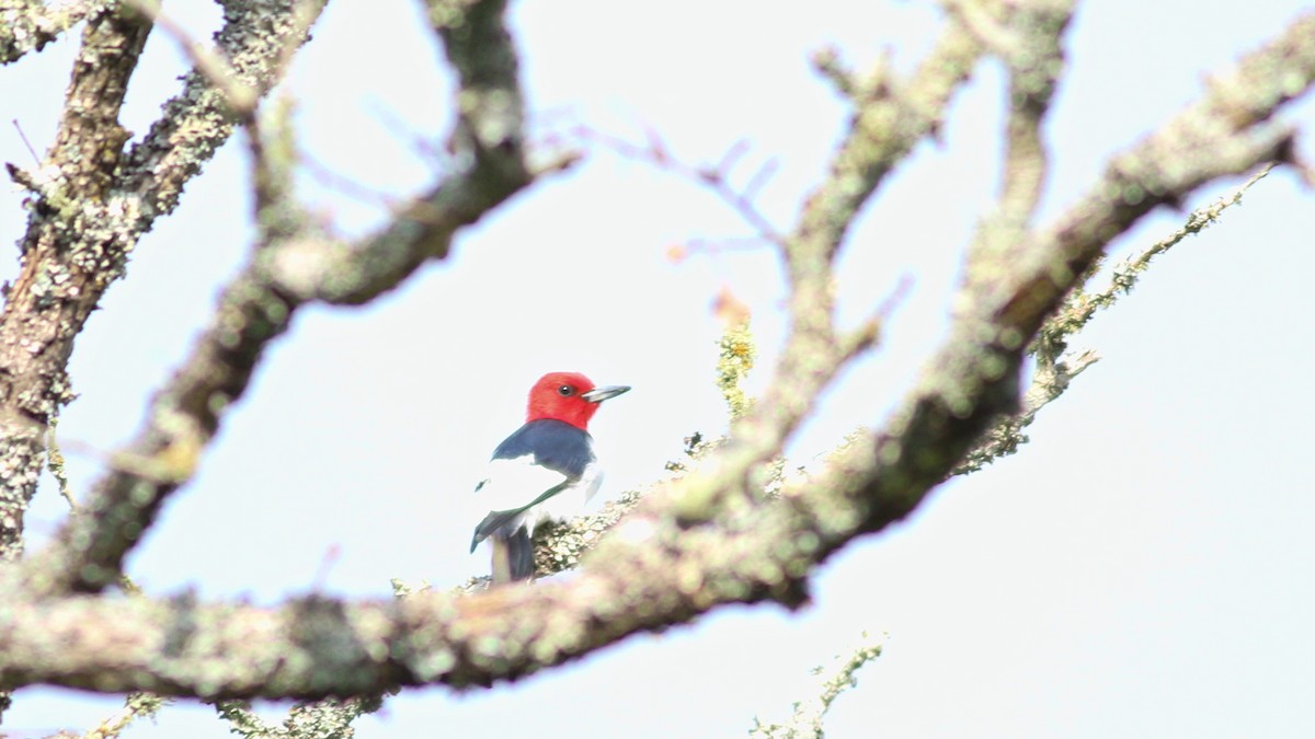 Red-headed Woodpecker - ML617826668