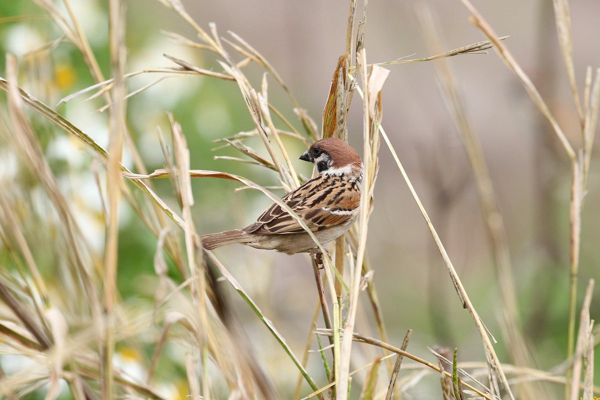 Eurasian Tree Sparrow - ML617826685