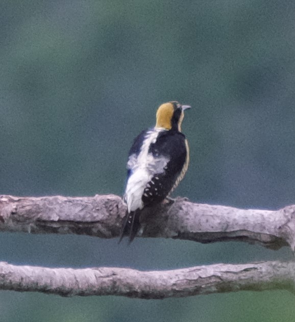 Golden-naped Woodpecker - ML617826687
