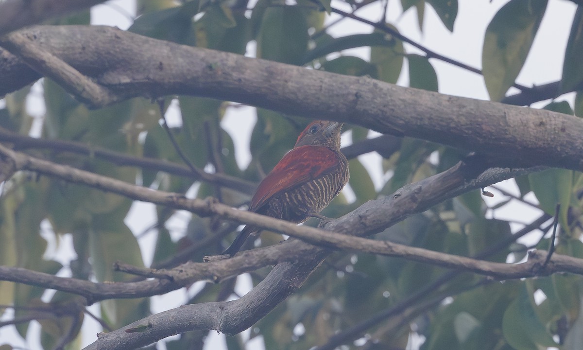 Blood-colored Woodpecker - ML617826698