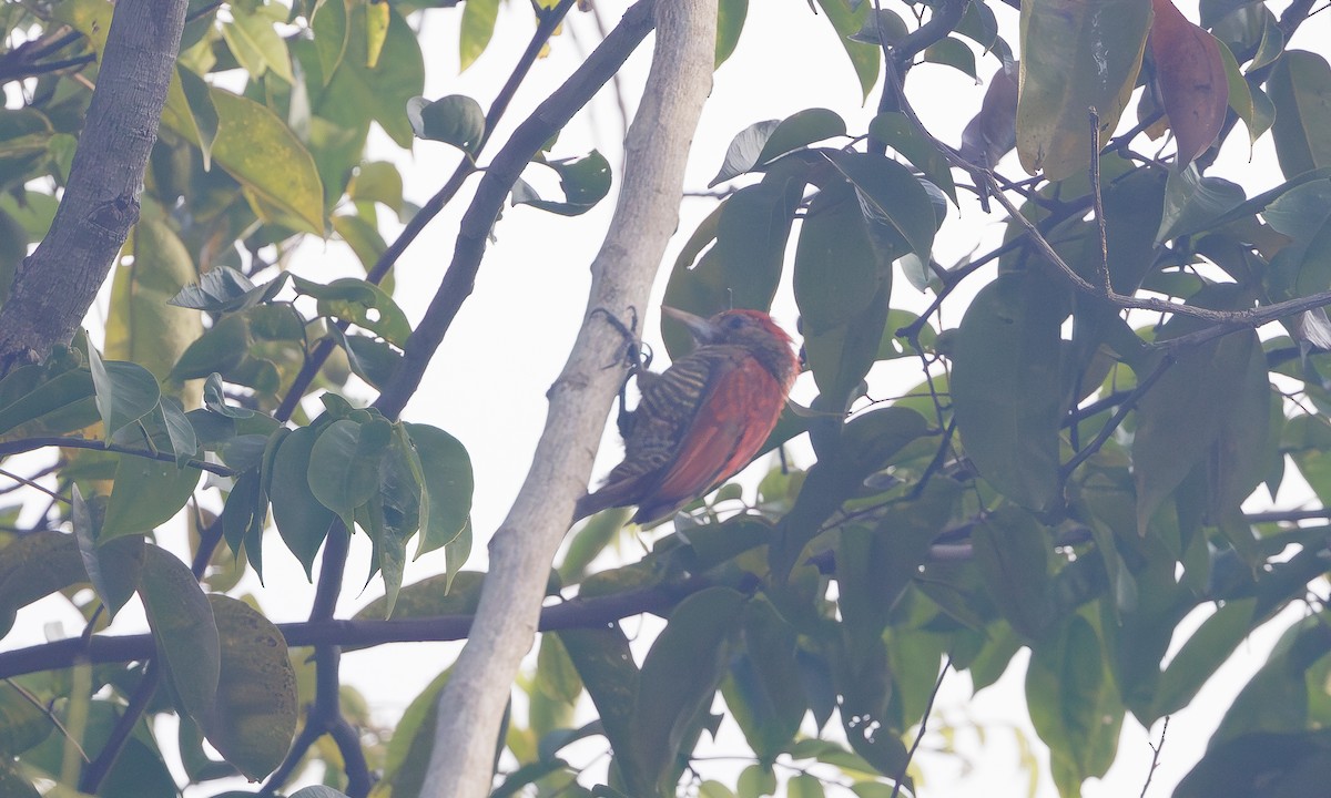 Blood-colored Woodpecker - ML617826699