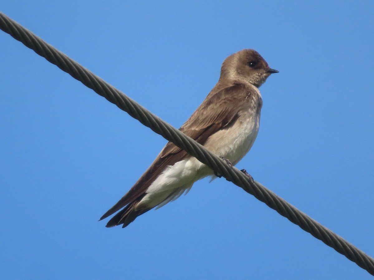 Northern Rough-winged Swallow - Ken Clark