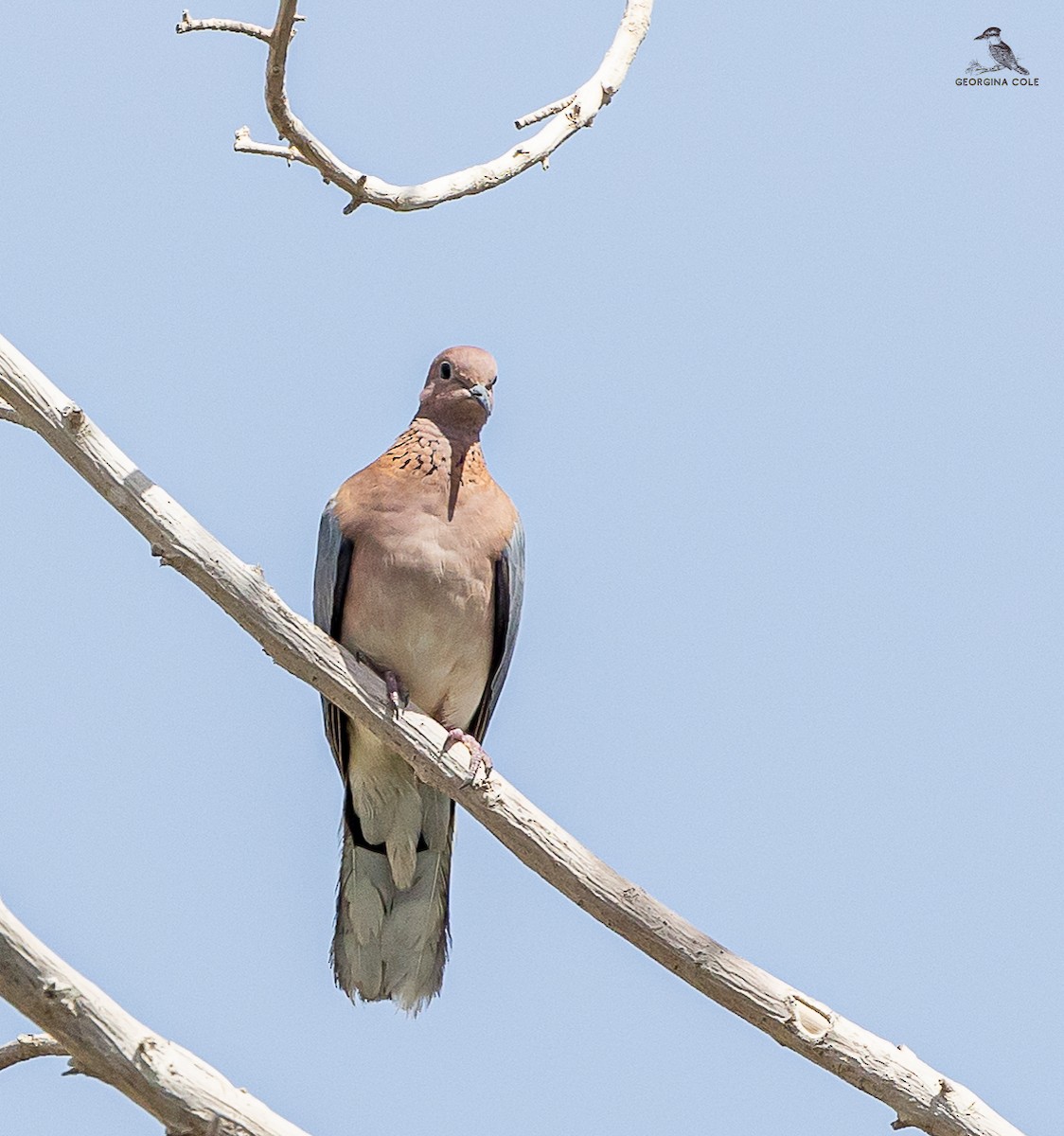 Laughing Dove - ML617826708