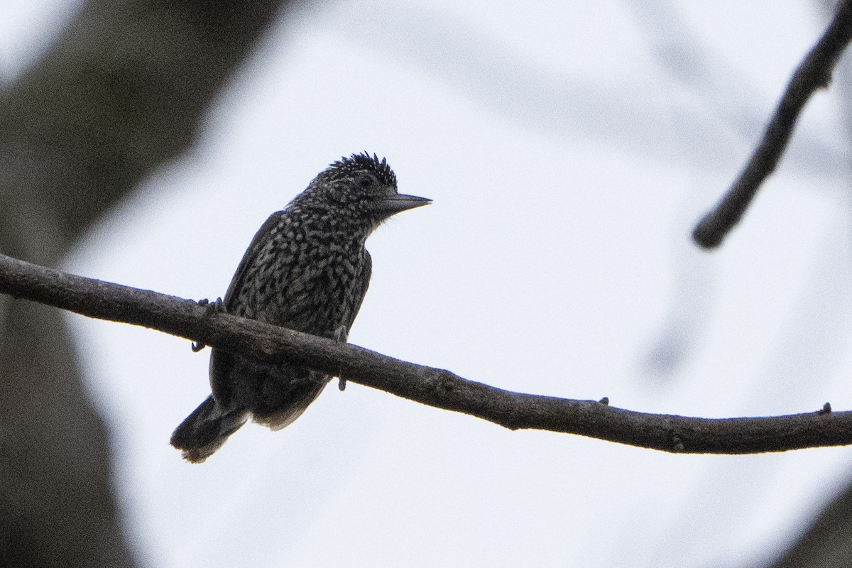 White-wedged Piculet - Kyle Arpke