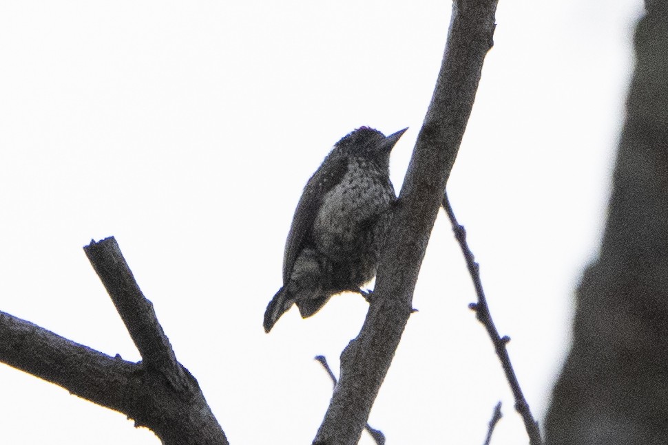 White-wedged Piculet - ML617826785