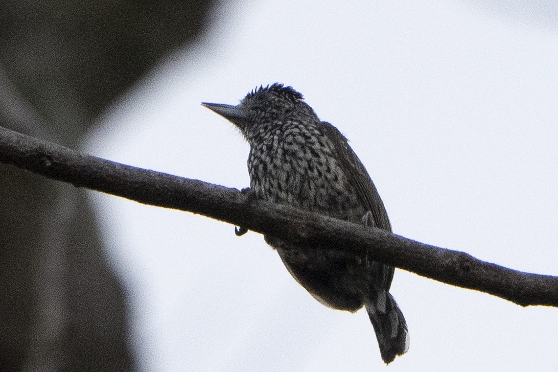White-wedged Piculet - ML617826786