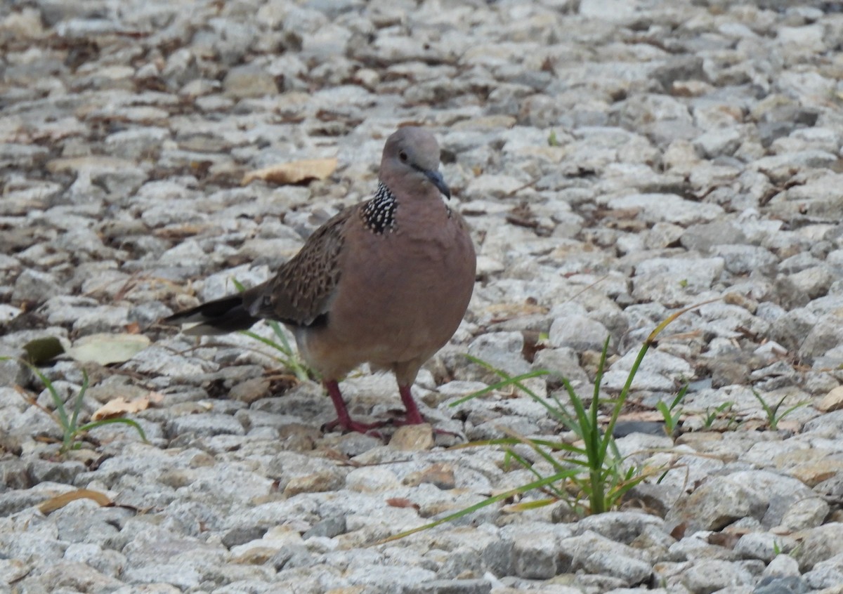 Spotted Dove - Clare Holden