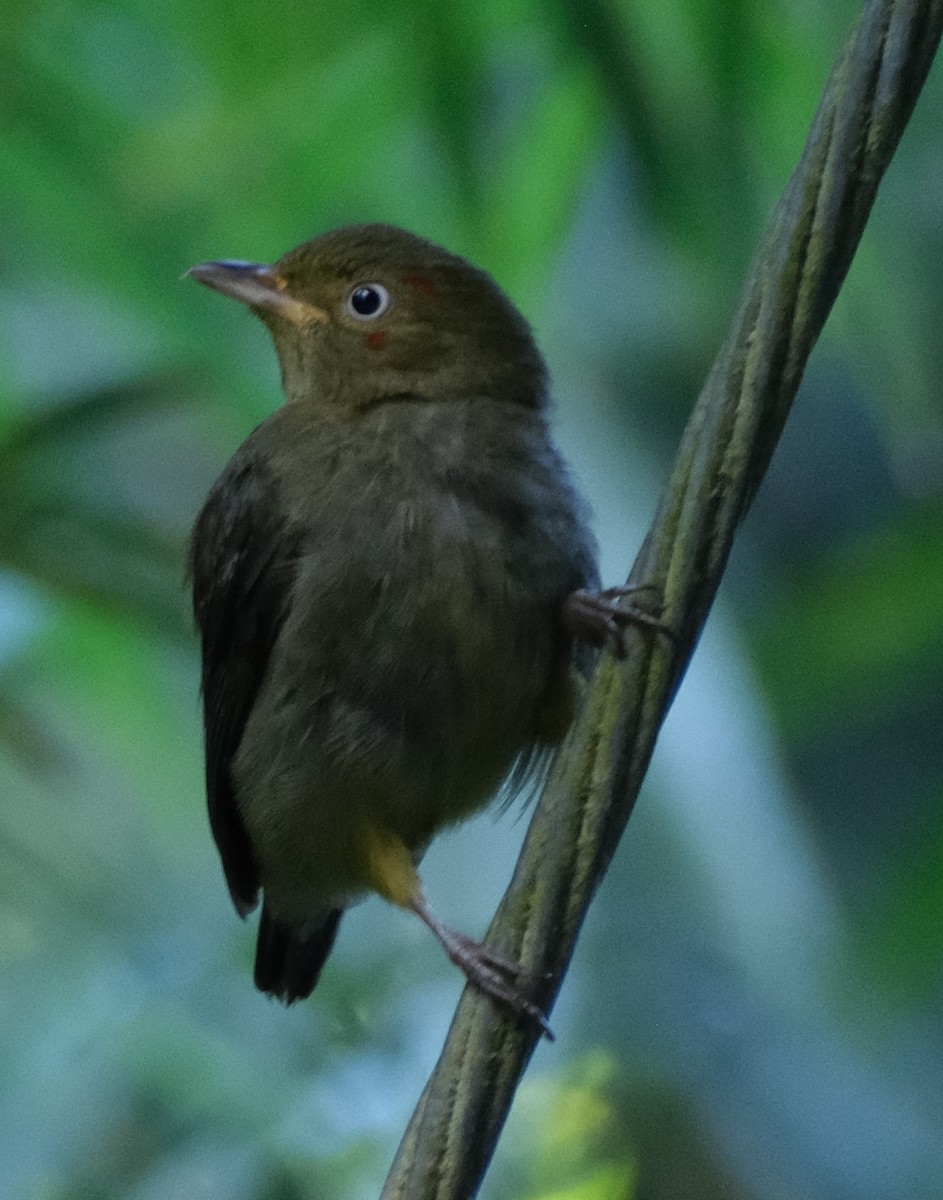 Red-capped Manakin - ML617826934