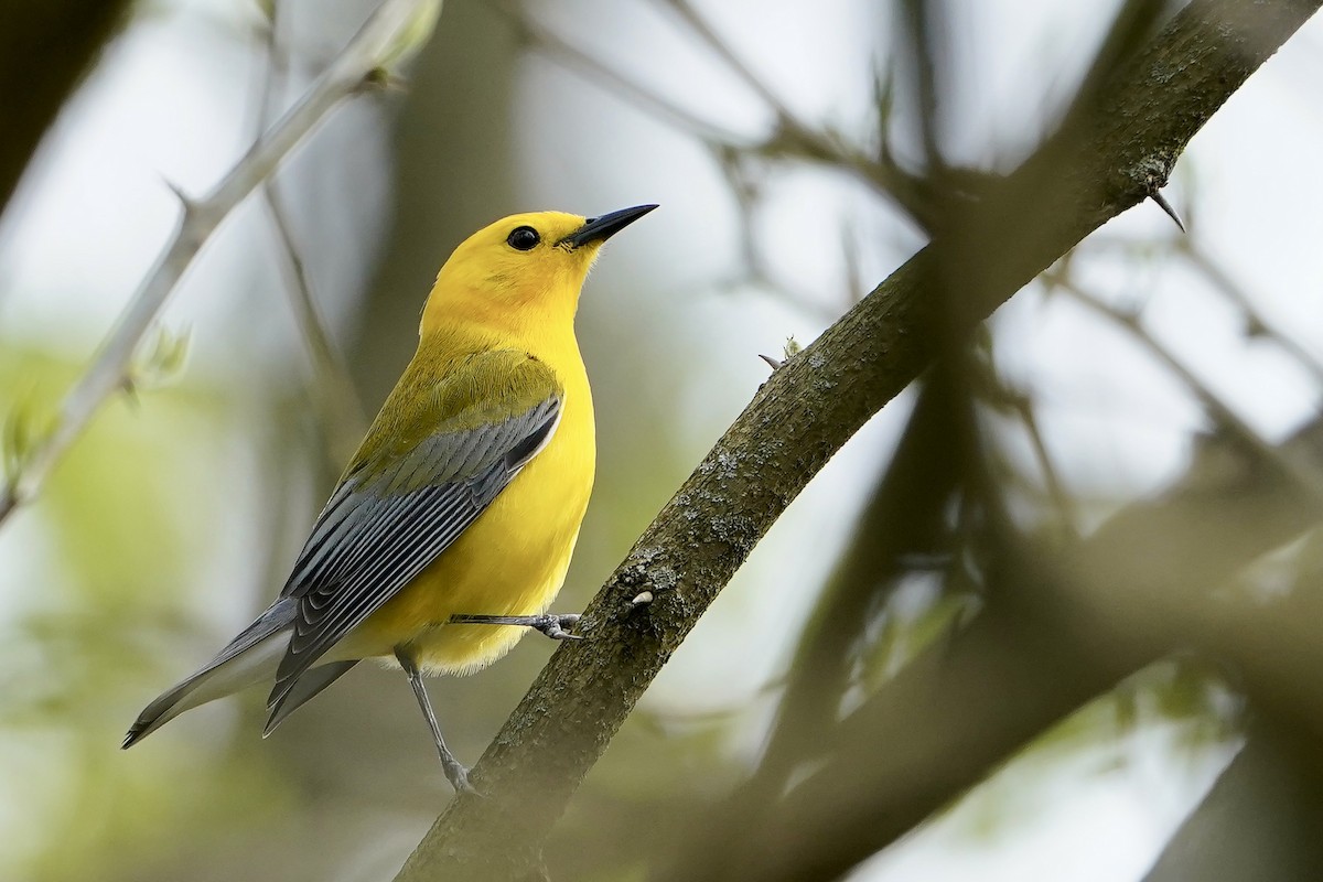 Prothonotary Warbler - ML617826960