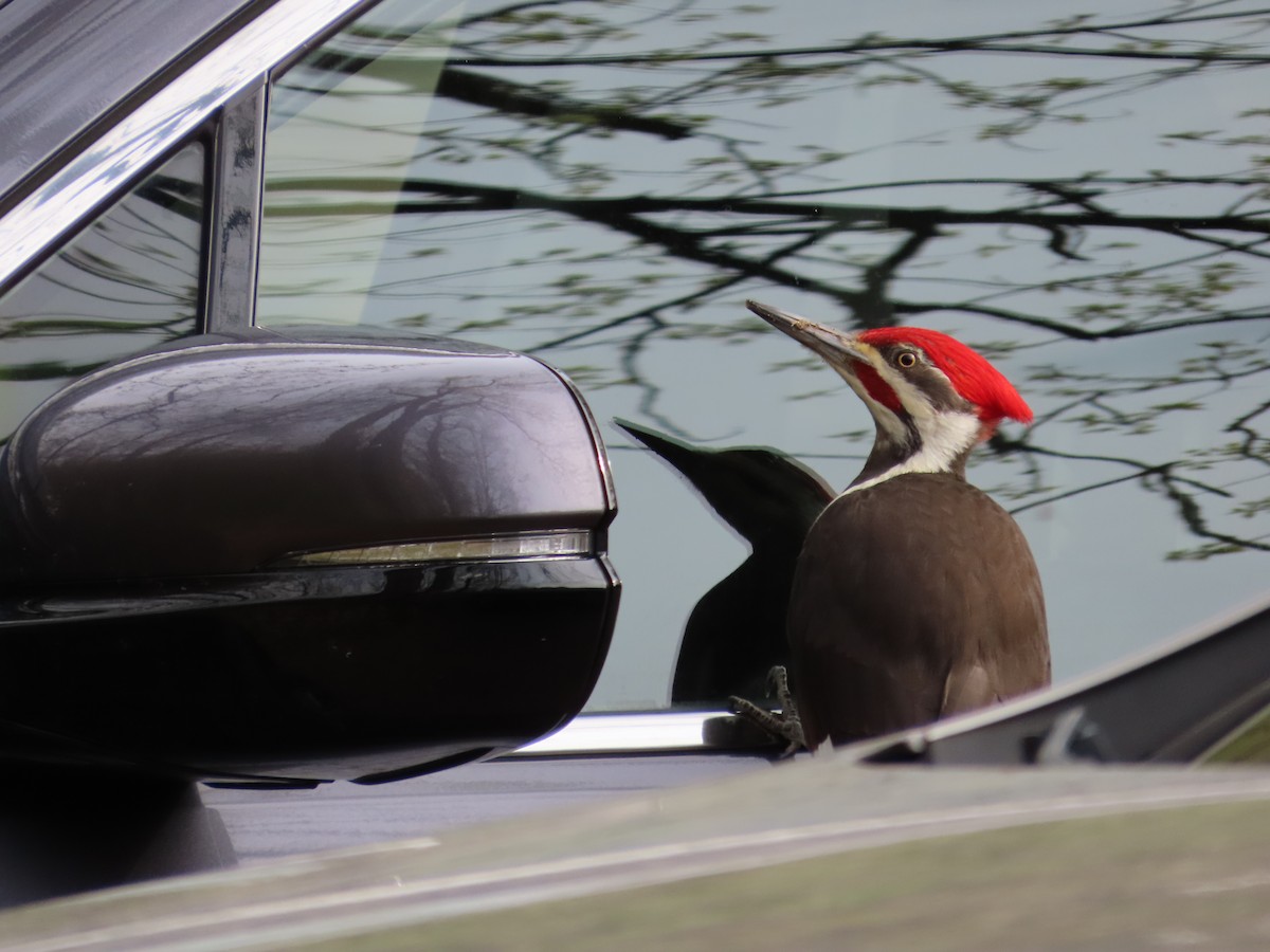 Pileated Woodpecker - David Huff