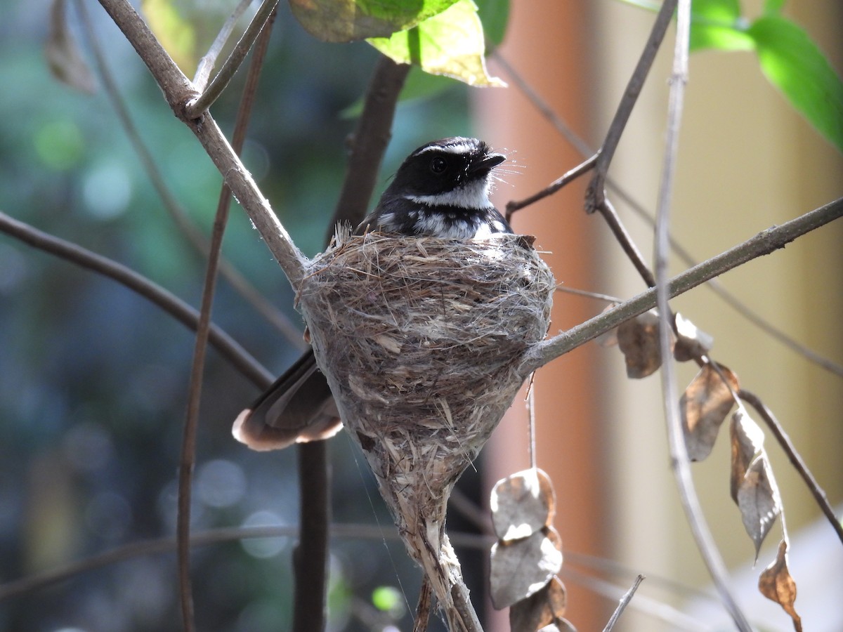Spot-breasted Fantail - ML617827006