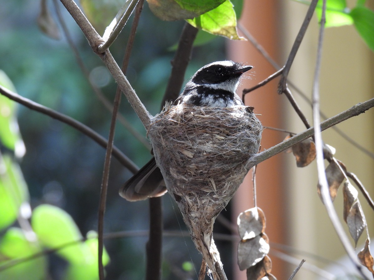 Spot-breasted Fantail - ML617827009
