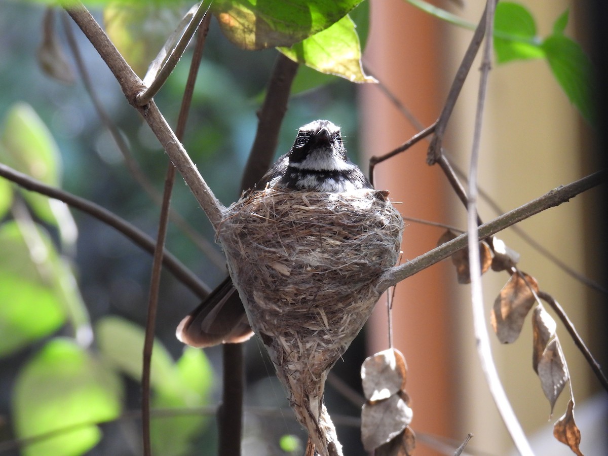 Spot-breasted Fantail - ML617827017