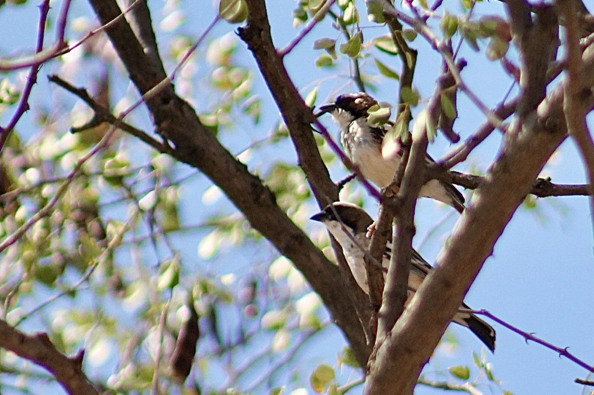 White-browed Sparrow-Weaver - ML617827035