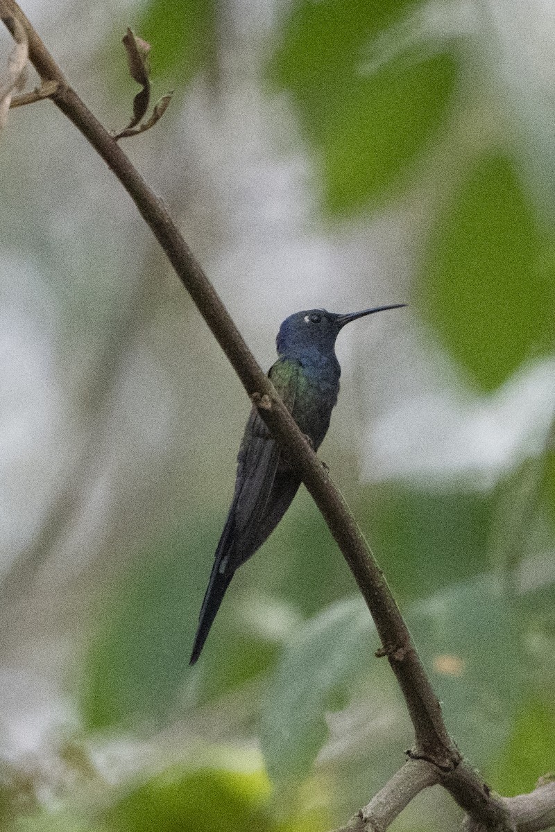 Swallow-tailed Hummingbird - Kyle Arpke