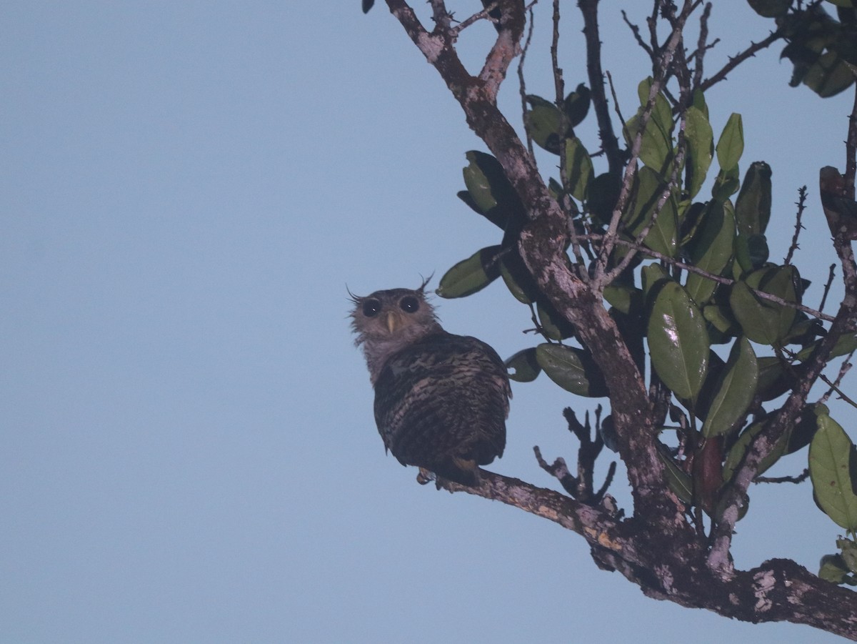 Spot-bellied Eagle-Owl - ML617827063