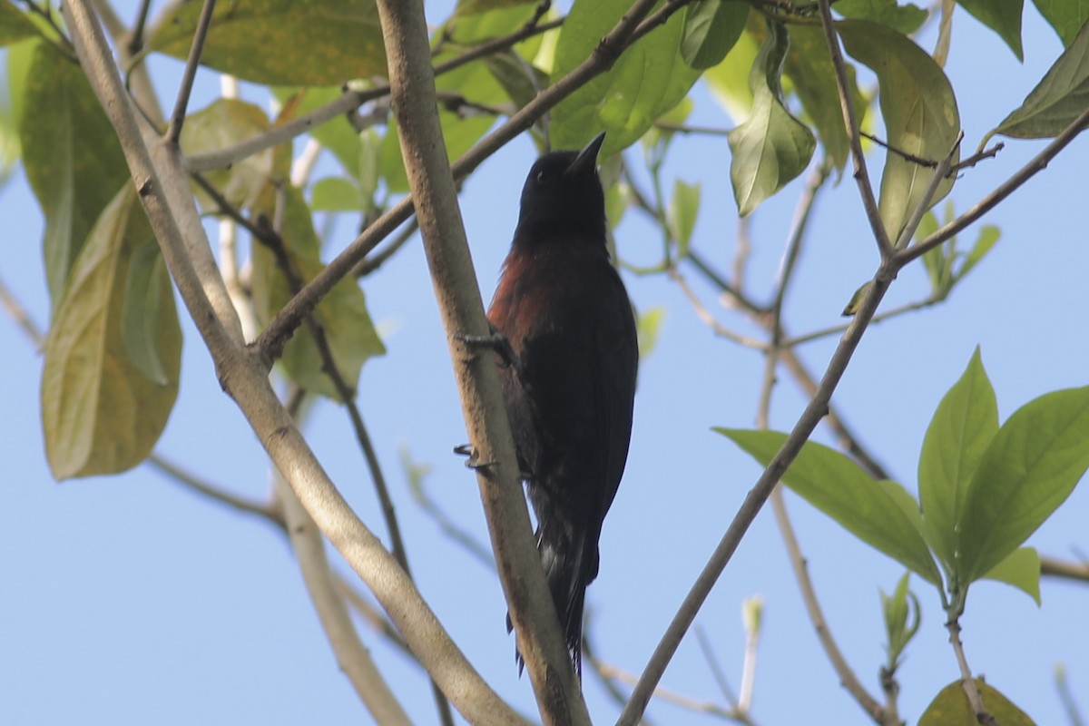 Guadeloupe Woodpecker - ML617827067