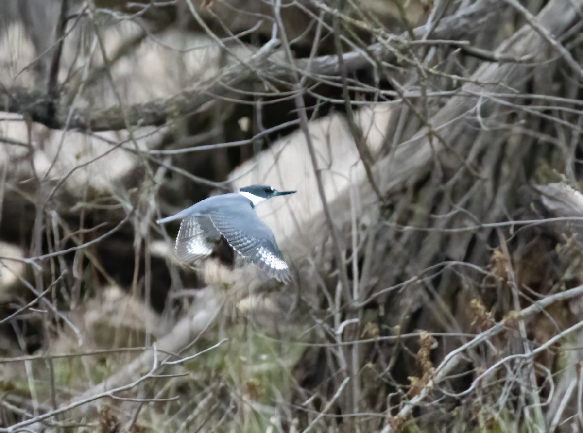 Belted Kingfisher - ML617827070
