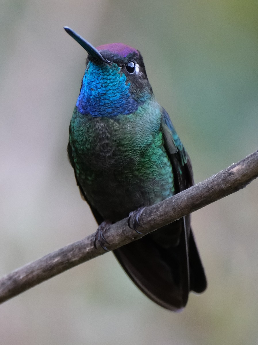 Talamanca Hummingbird - Lori Bellis