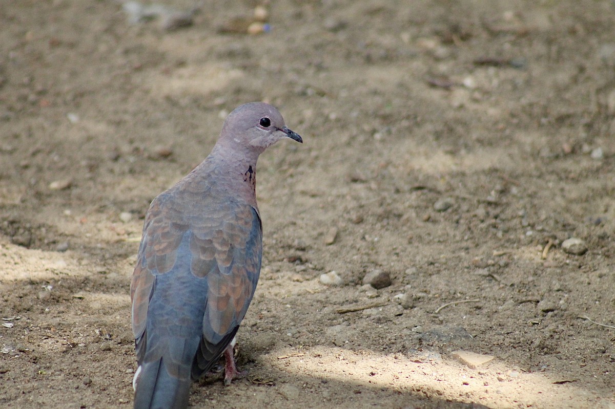 Laughing Dove - ML617827095