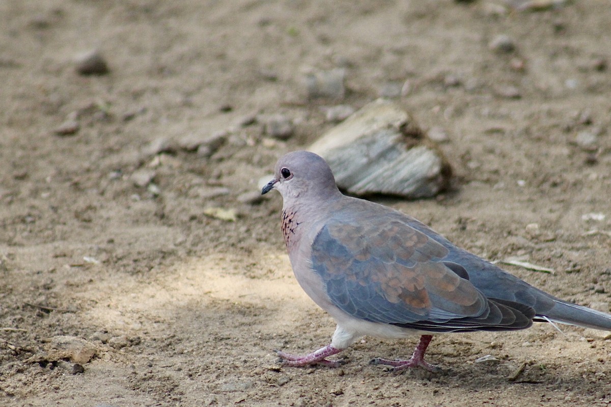 Laughing Dove - ML617827096