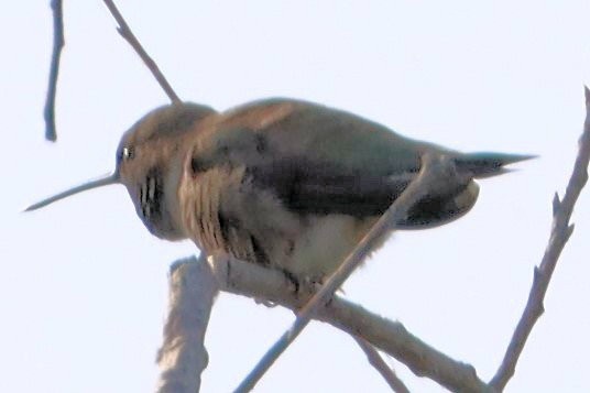 Black-chinned Hummingbird - ML617827126