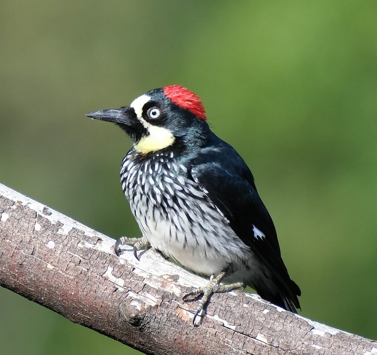 Acorn Woodpecker - Lori Bellis