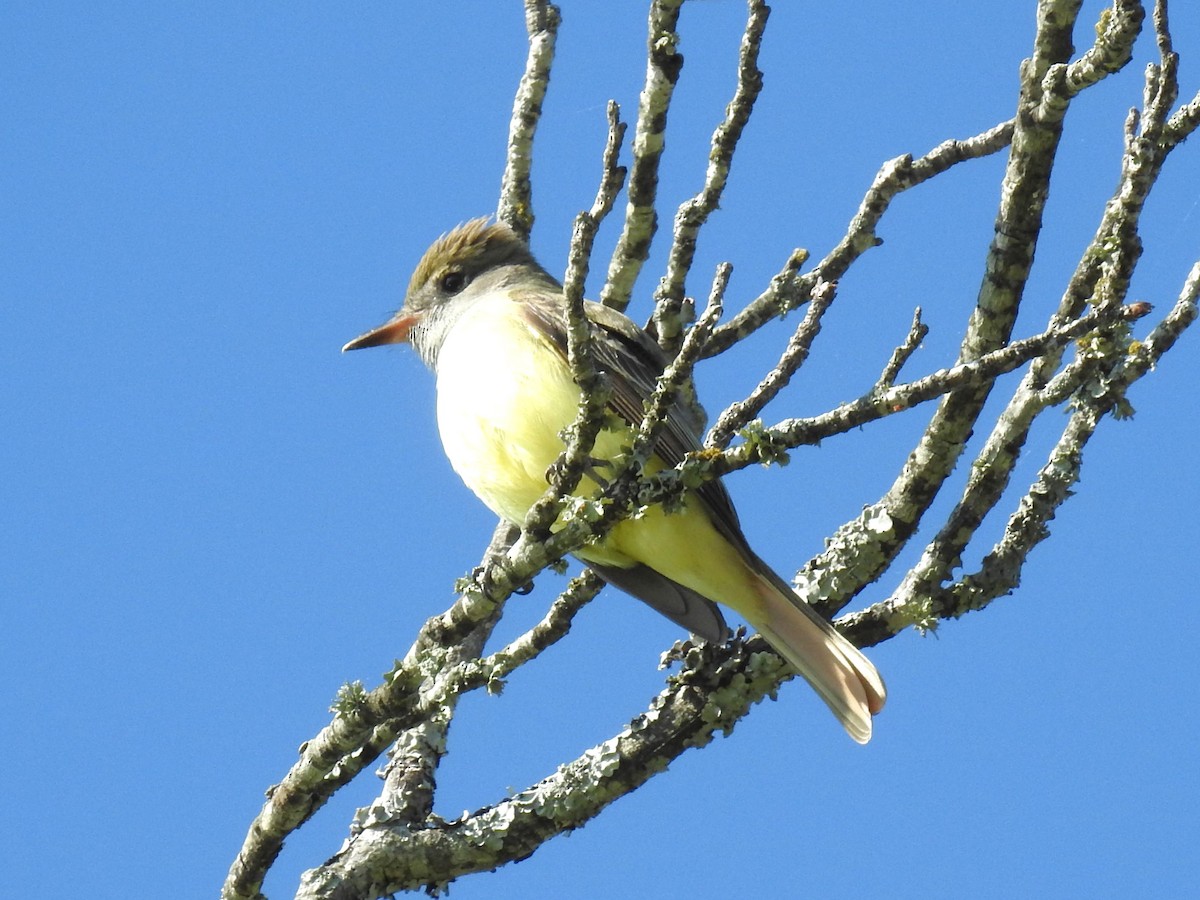 Great Crested Flycatcher - ML617827190