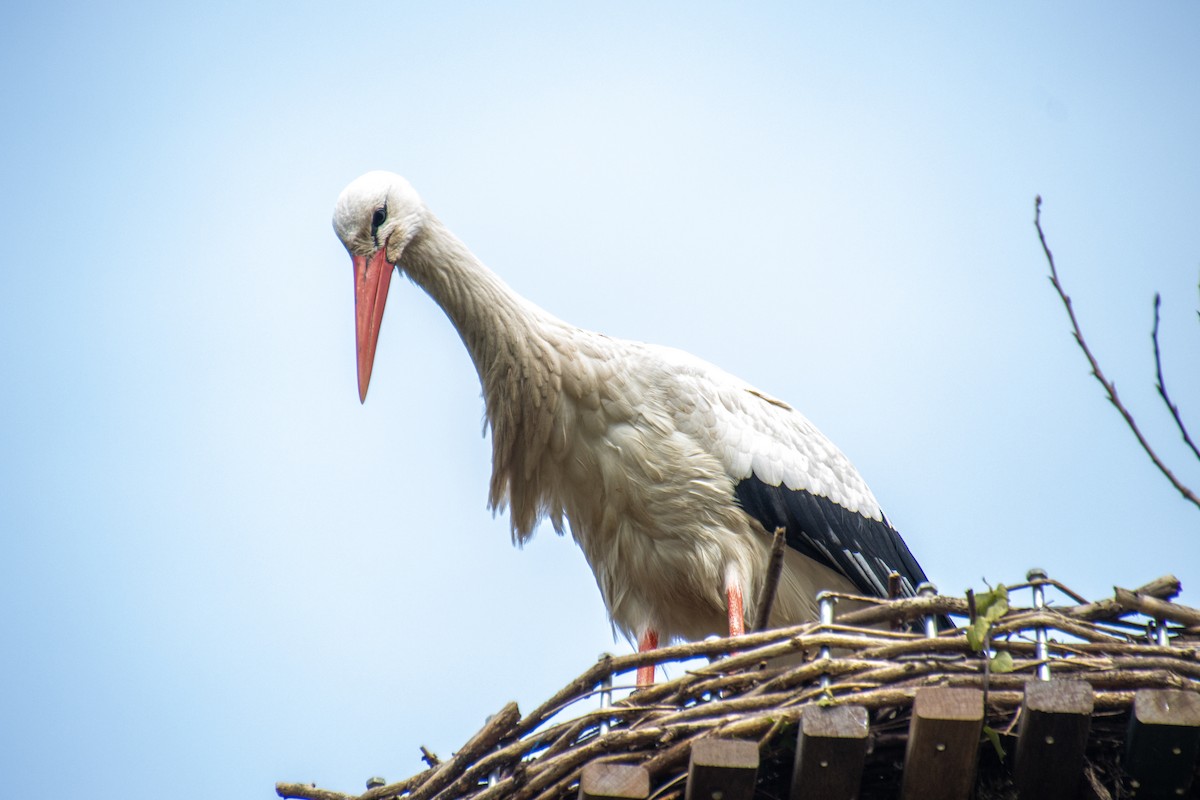 White Stork - ML617827210