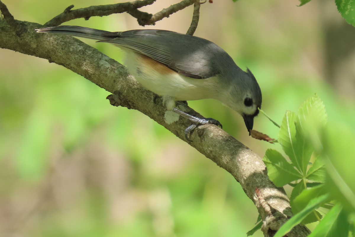Tufted Titmouse - Barb Gregory