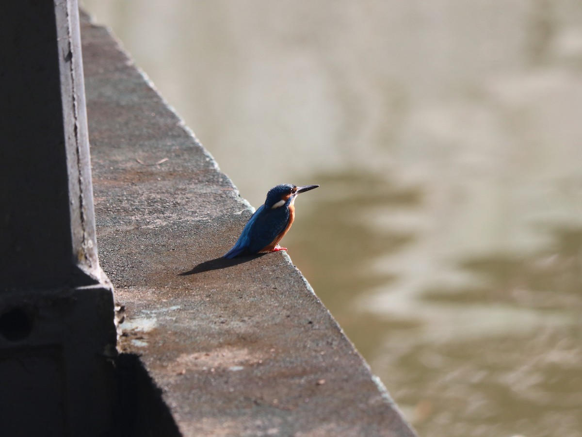 Common Kingfisher - Marco Costa
