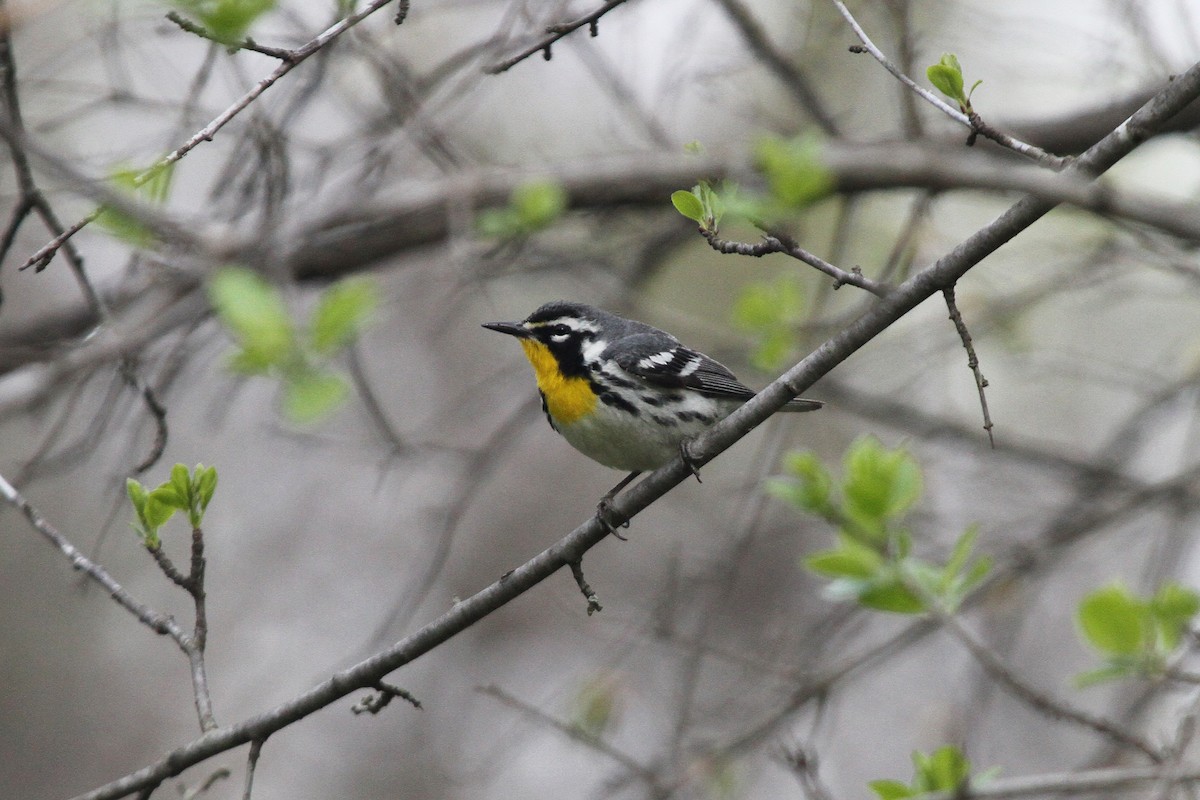 Yellow-throated Warbler - Scott Cohrs