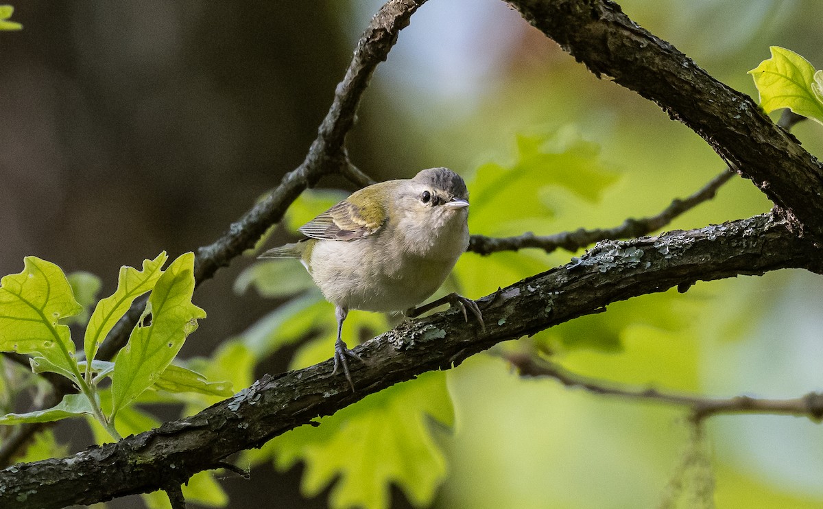 Tennessee Warbler - Taylor Long